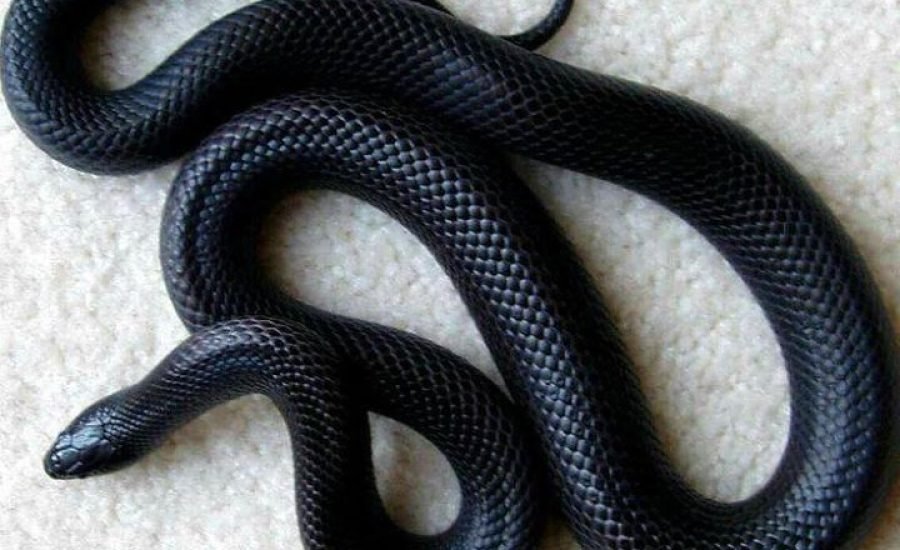 snake photo to use